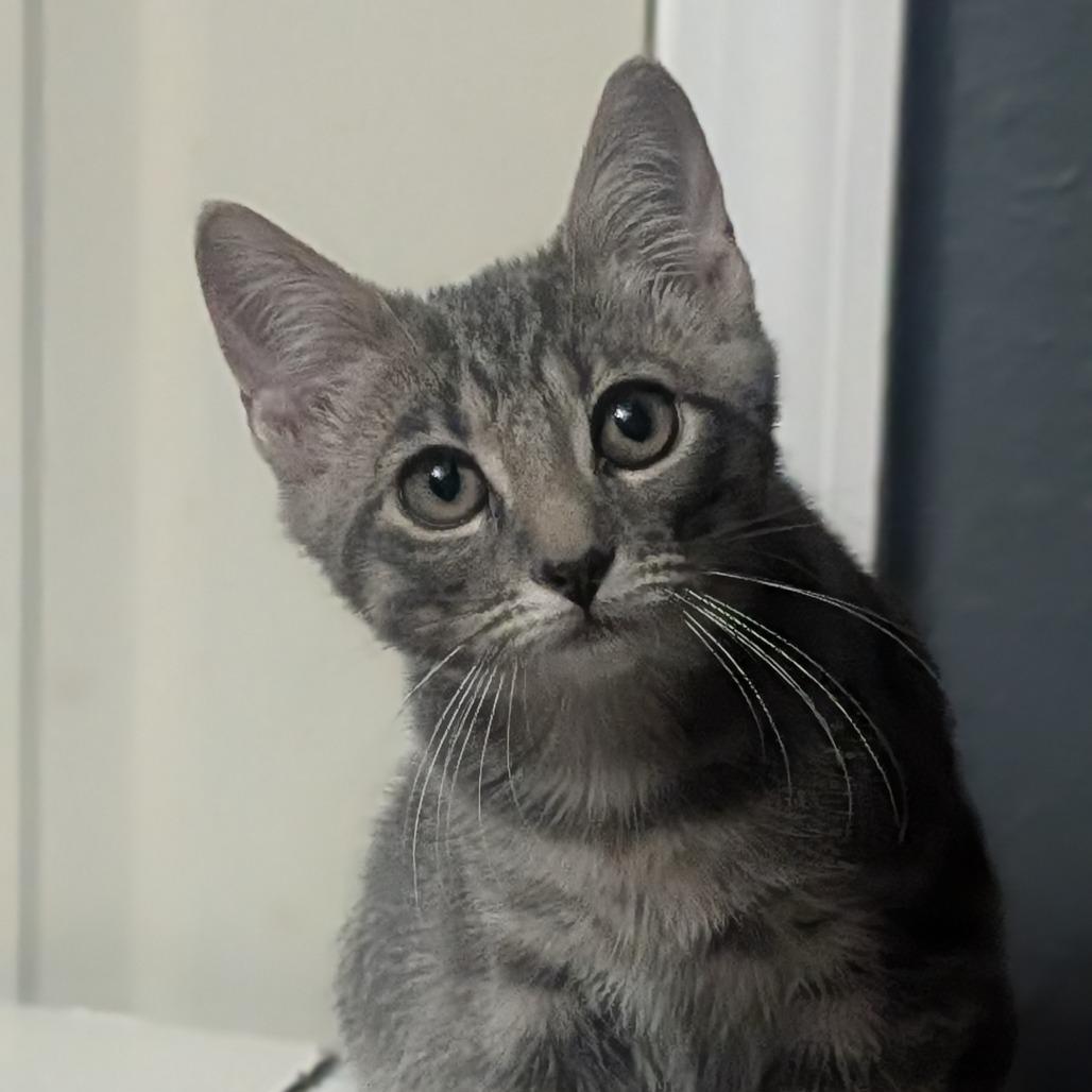 Enlarge Petrie, a Adoptable Domestic Short Hair in Cape Girardeau, MO image 2/2