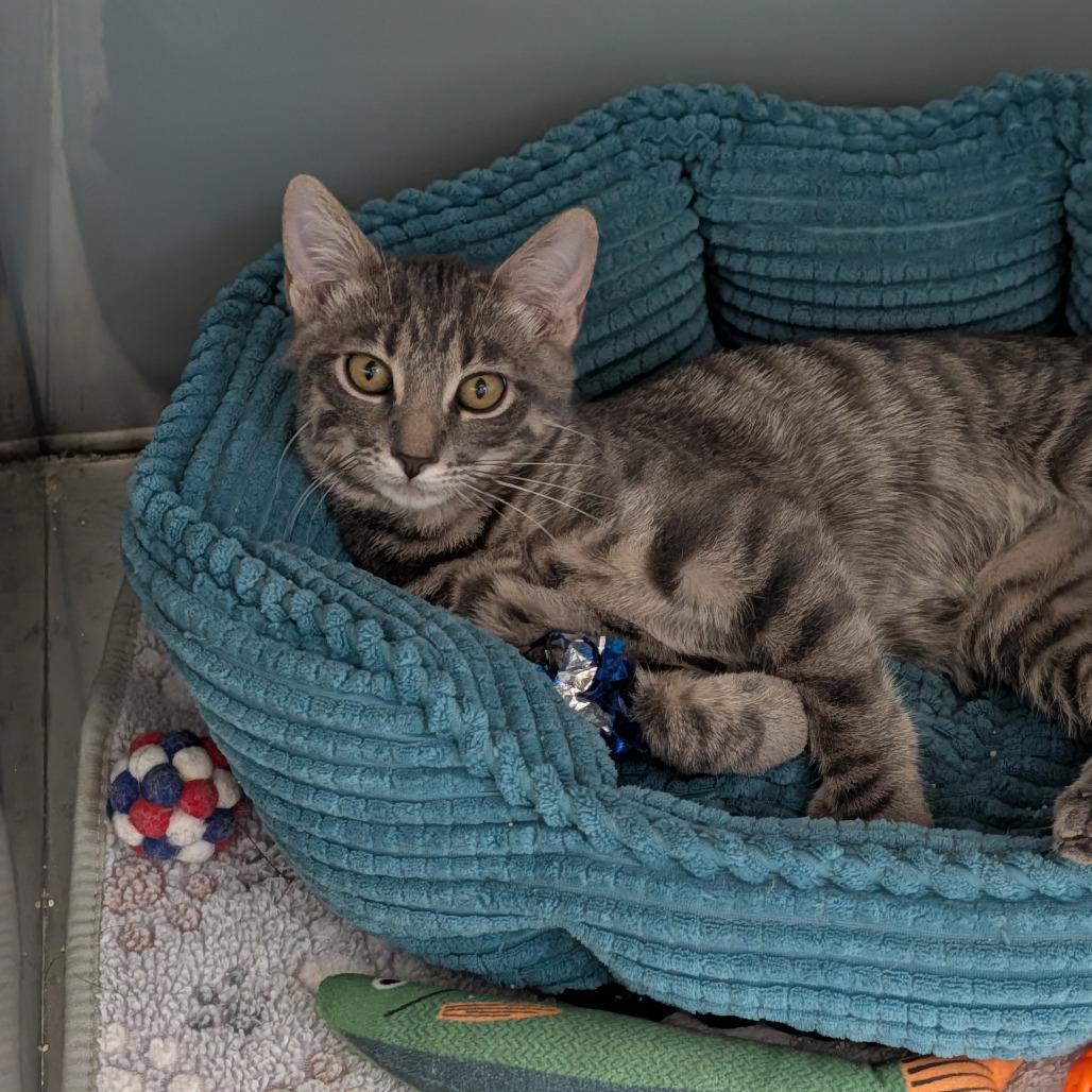 Enlarge Petrie, a Adoptable Domestic Short Hair in Cape Girardeau, MO image 1/2