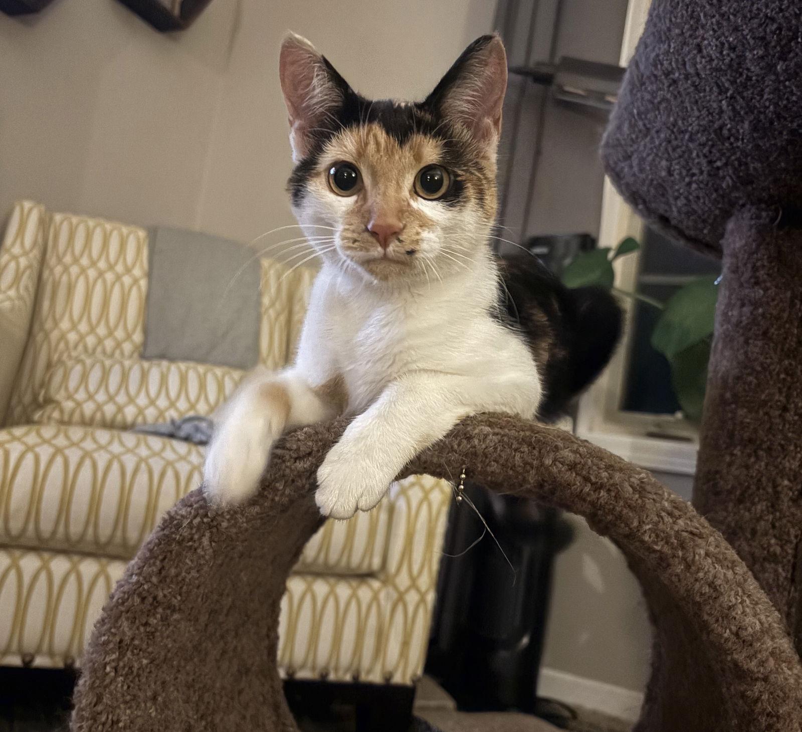 Enlarge Dot, a Adoptable Domestic Short Hair in Brooklyn Center, MN image 1/3