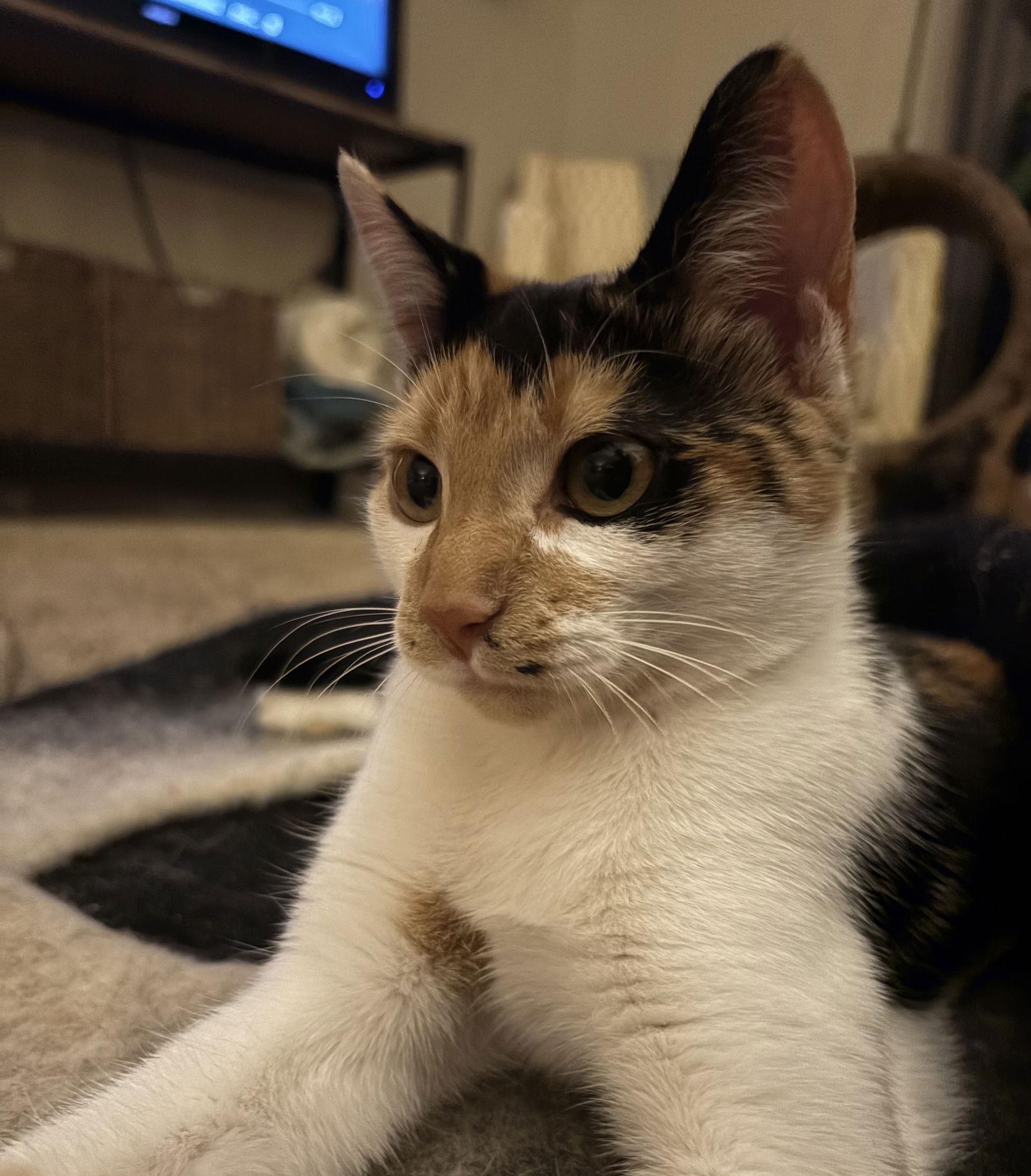 Enlarge Dot, a Adoptable Domestic Short Hair in Brooklyn Center, MN image 3/3