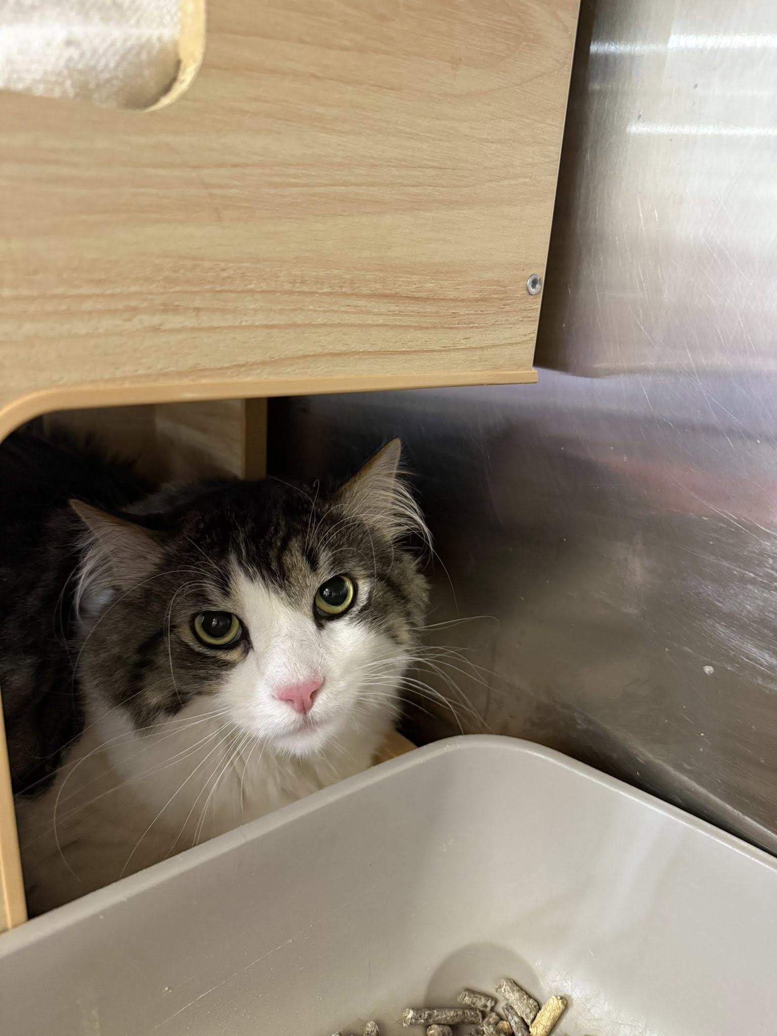 BeeGee, an adopted Domestic Long Hair in Clarksville, TN image 4/5