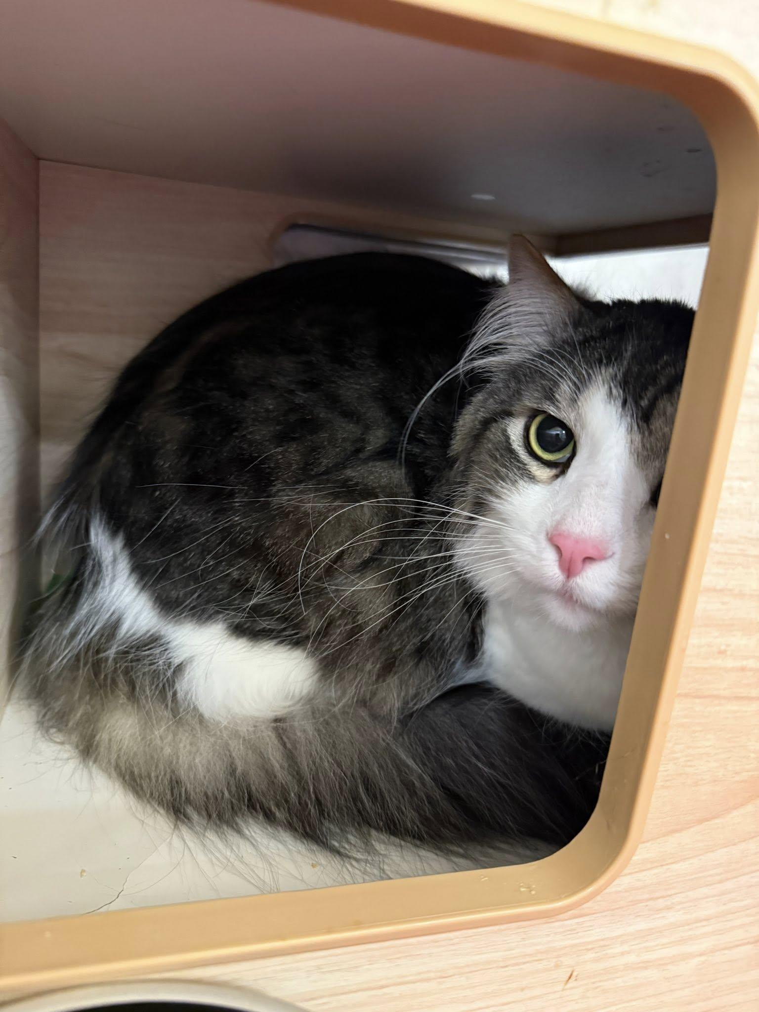 BeeGee, an adopted Domestic Long Hair in Clarksville, TN image 1/5