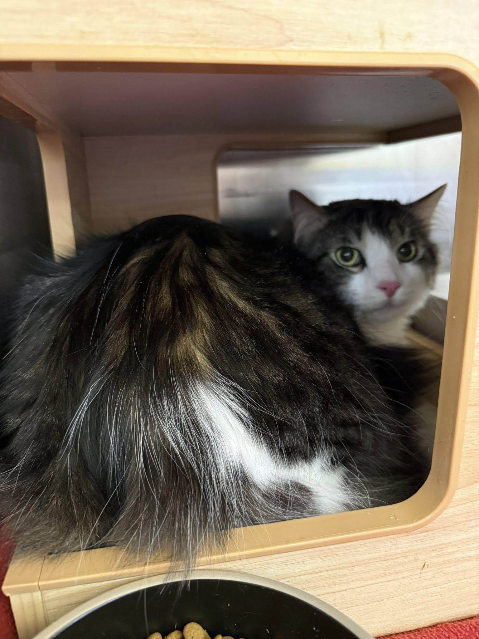 BeeGee, an adopted Domestic Long Hair in Clarksville, TN image 3/5