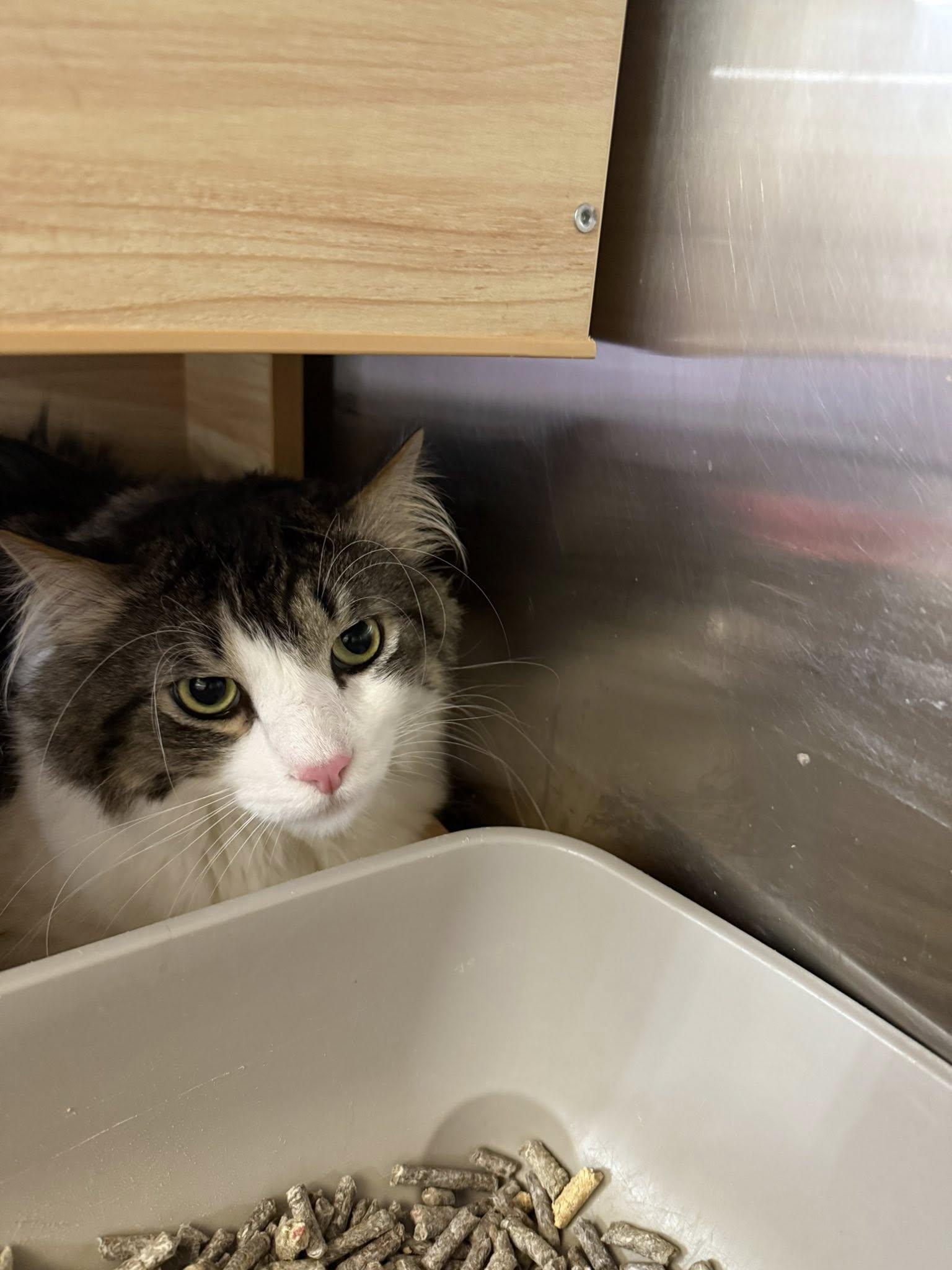 BeeGee, an adopted Domestic Long Hair in Clarksville, TN image 2/5