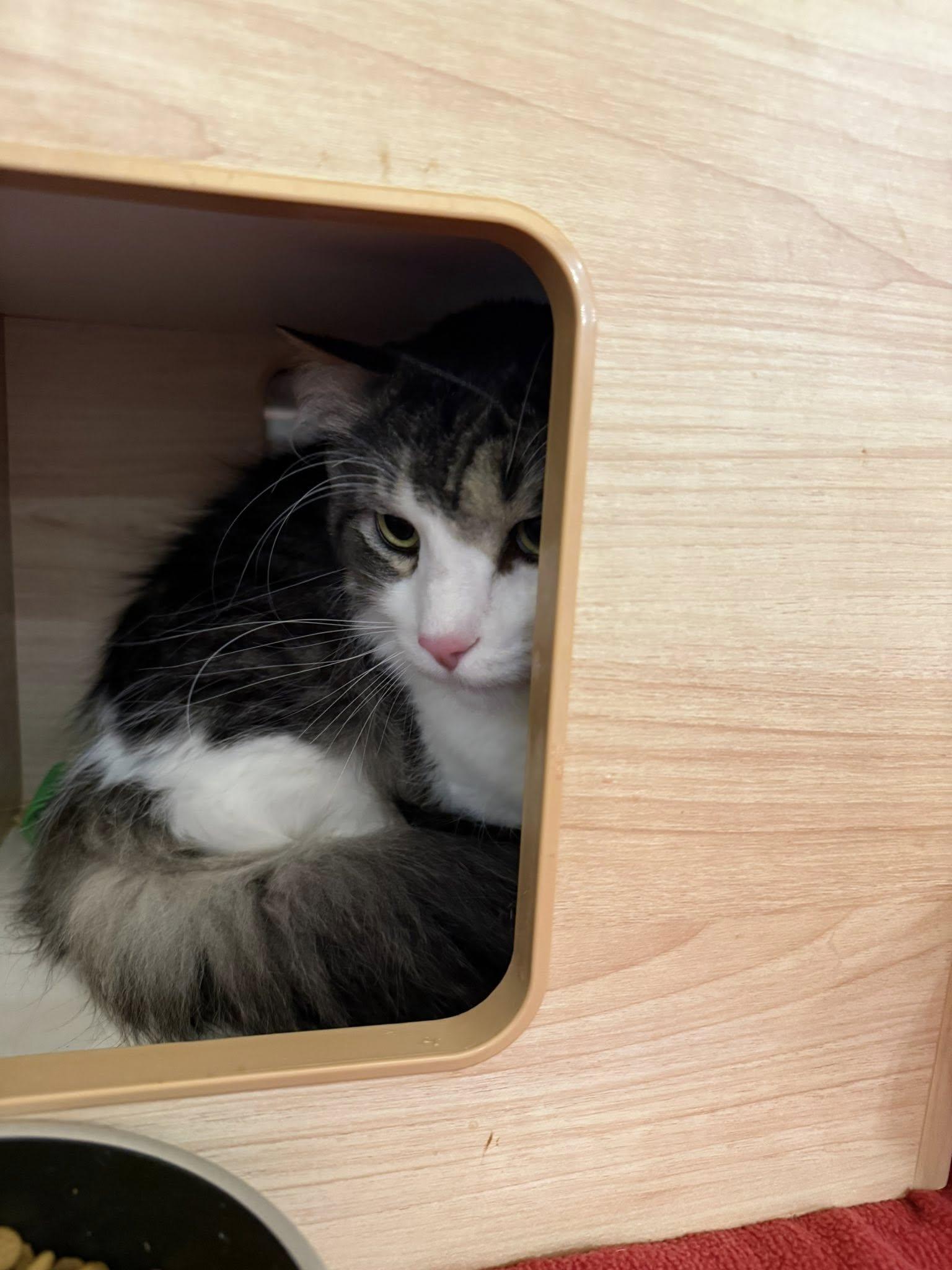 BeeGee, an adopted Domestic Long Hair in Clarksville, TN image 5/5