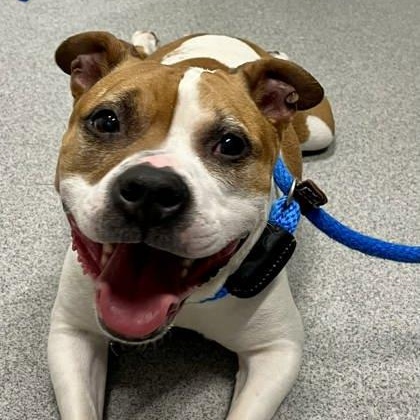 Baby, Adoptable, Senior Female Mixed Breed.
