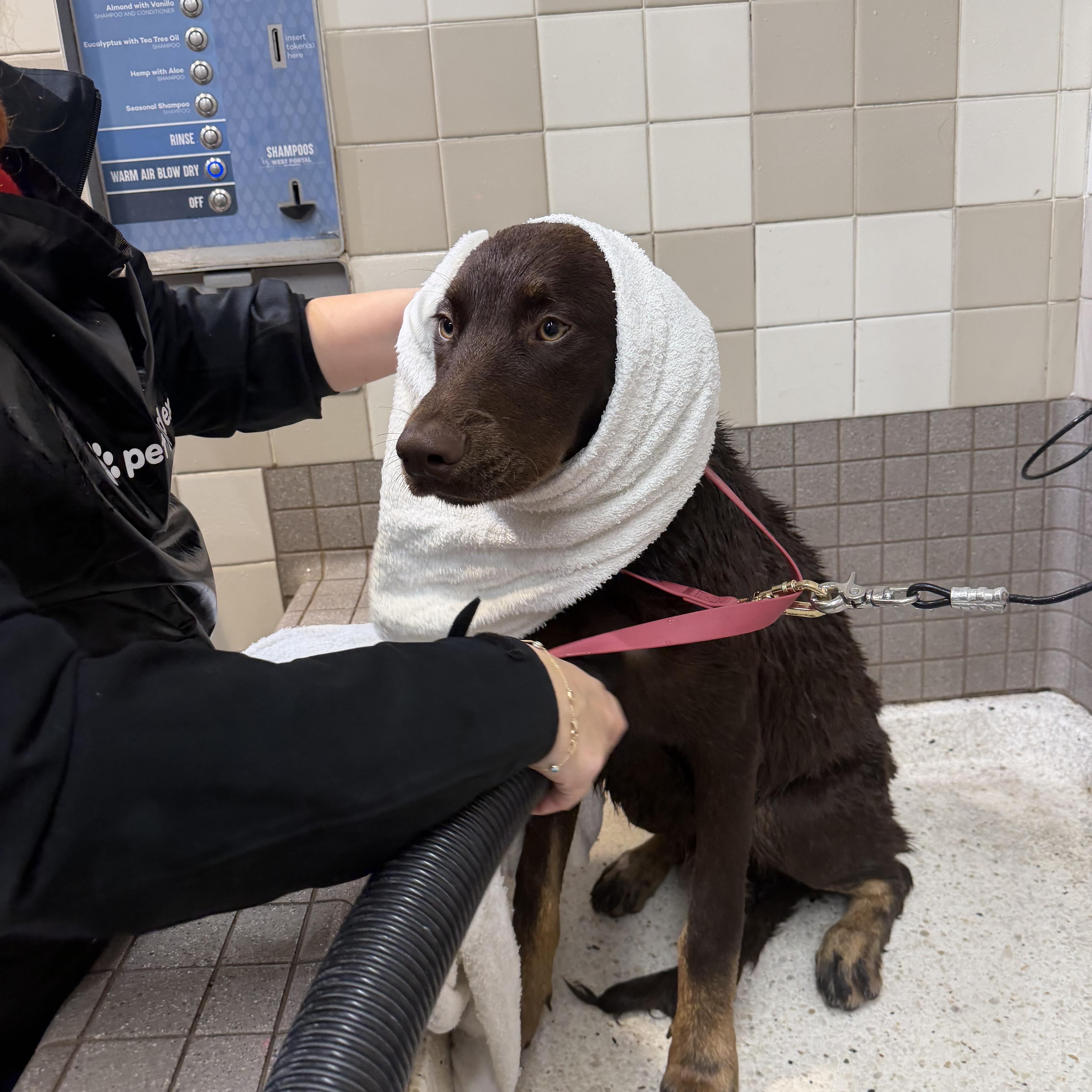 Enlarge Carlos , a ADOPTABLE mixed breed in West Hollywood, CA image 6/6