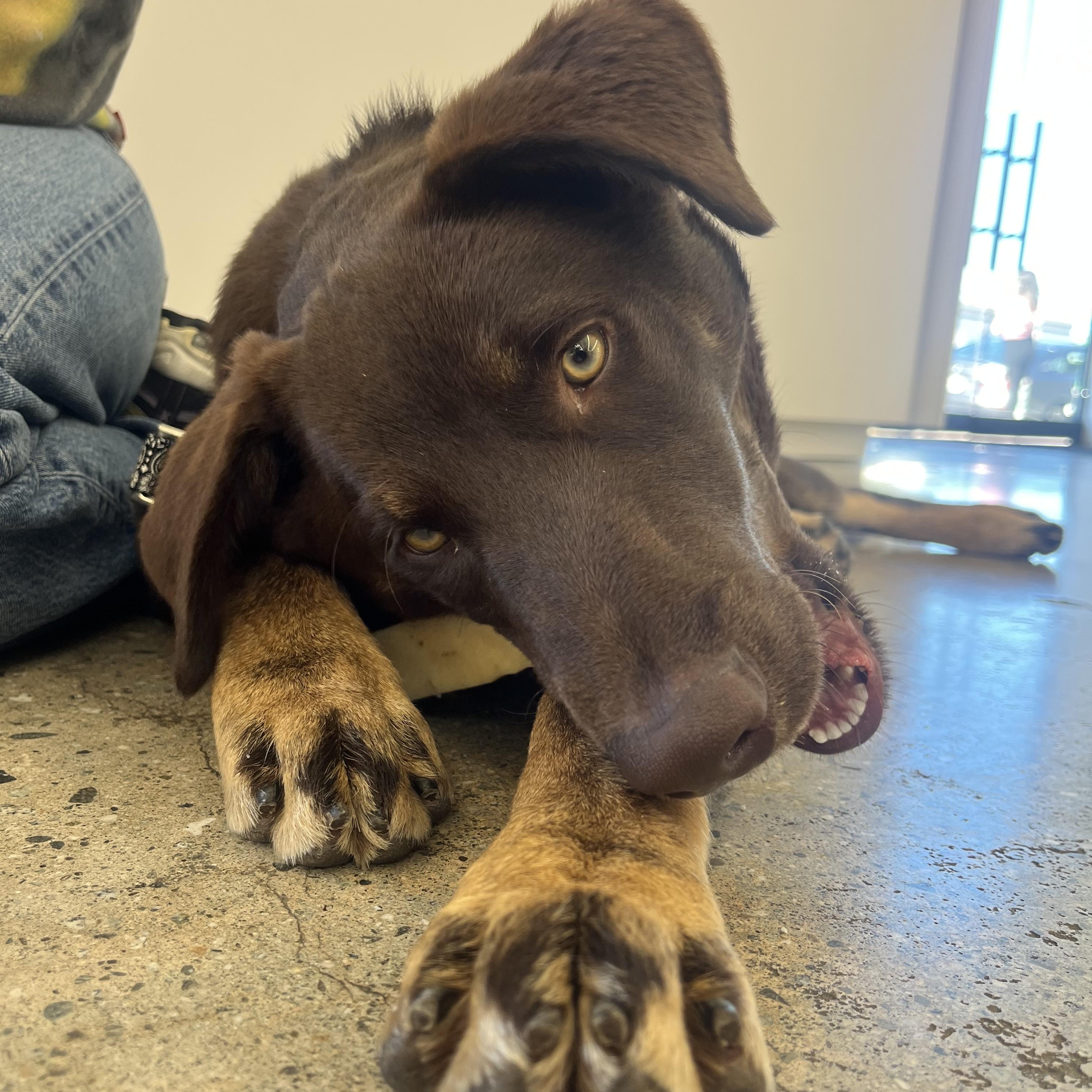 Enlarge Carlos , a ADOPTABLE mixed breed in West Hollywood, CA image 4/6