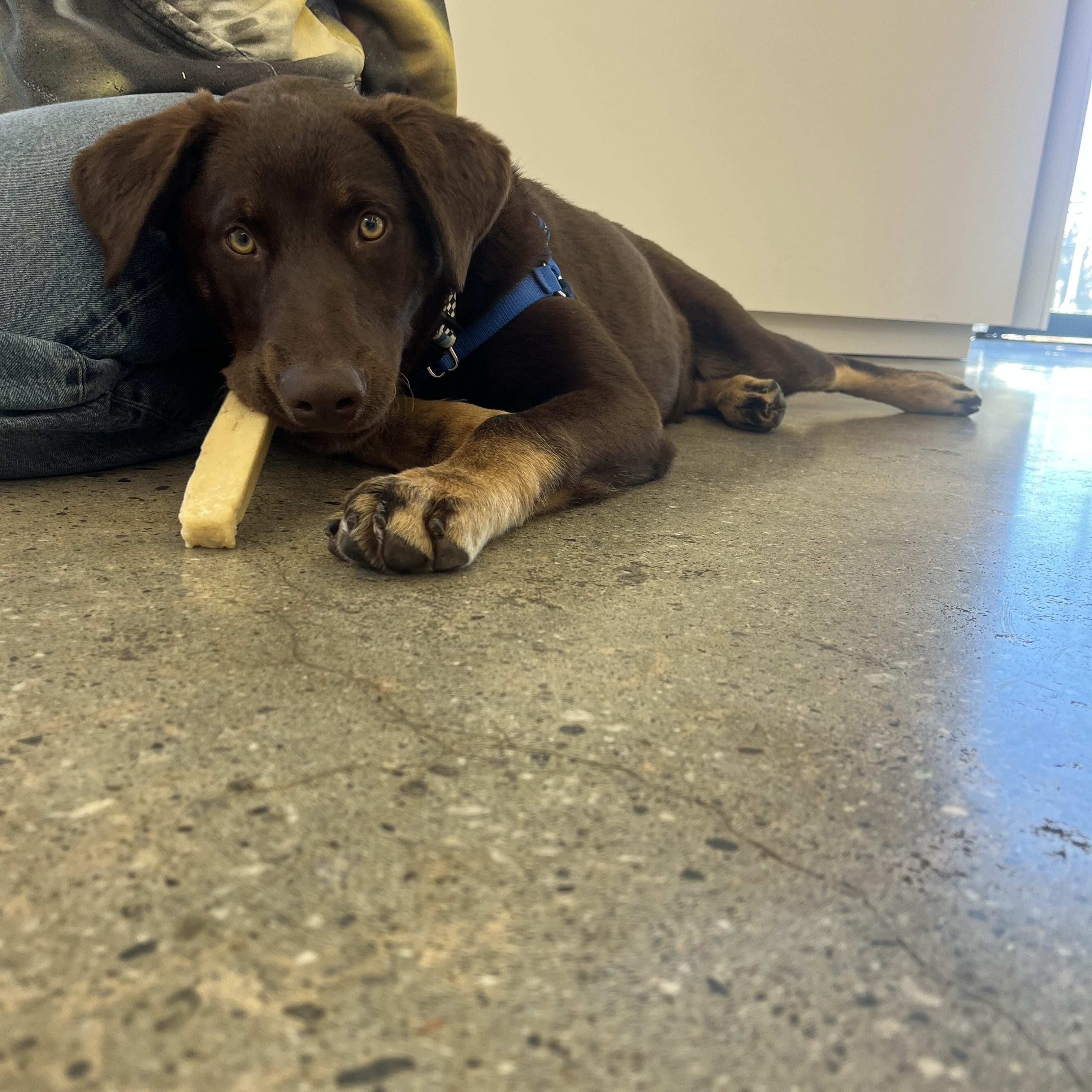 Enlarge Carlos , a ADOPTABLE mixed breed in West Hollywood, CA image 3/6