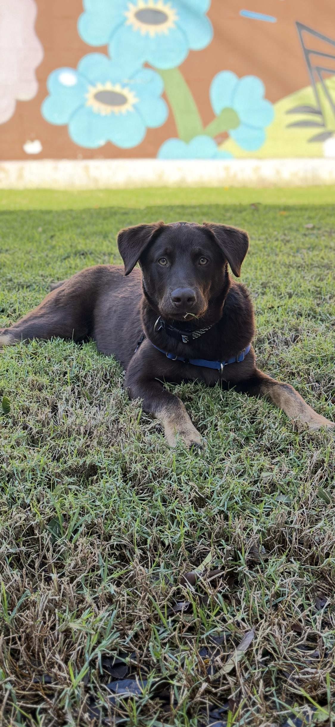 Enlarge Carlos , a ADOPTABLE mixed breed in West Hollywood, CA image 1/6
