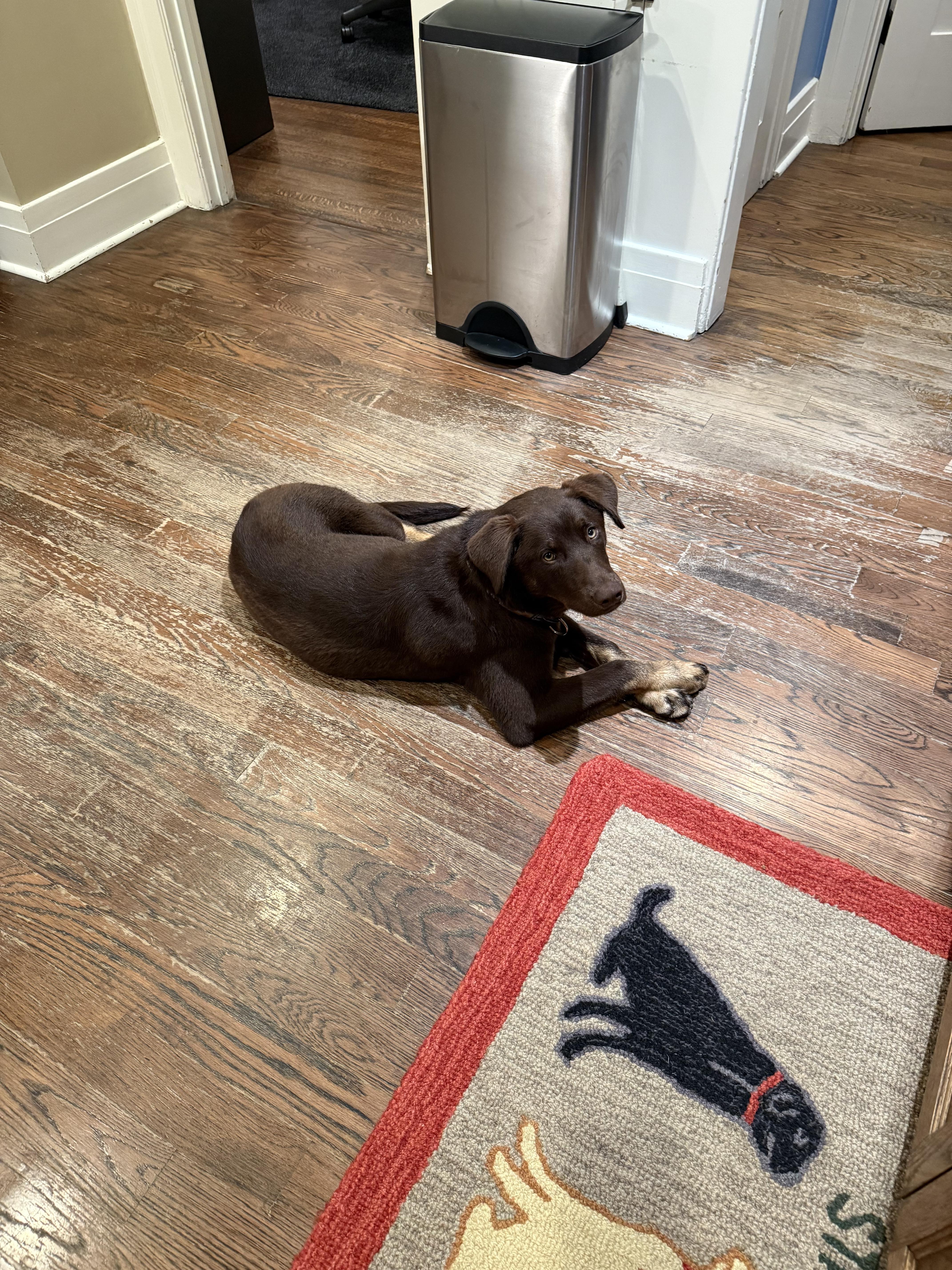 Enlarge Carlos , a ADOPTABLE mixed breed in West Hollywood, CA image 2/6