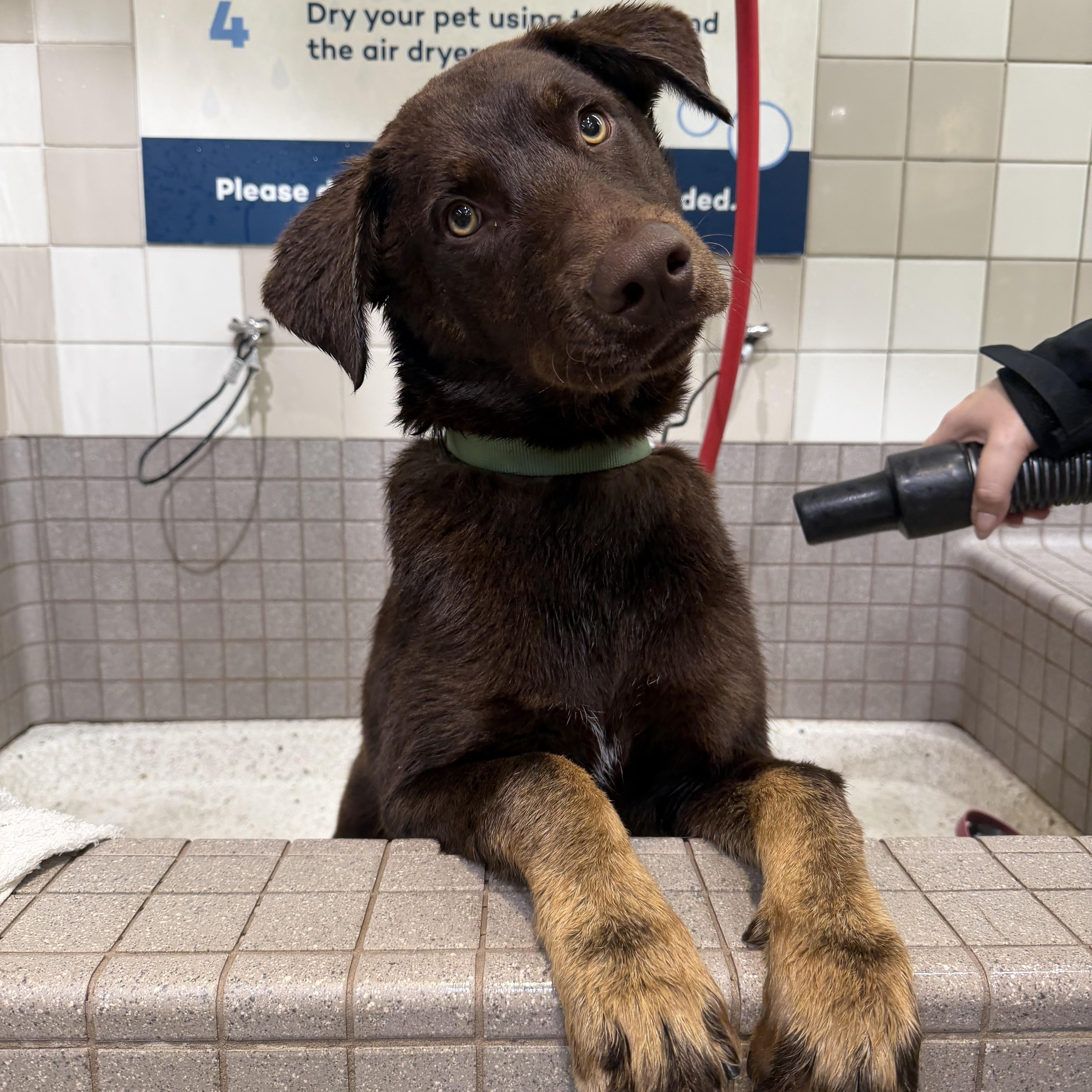 Enlarge Carlos , a ADOPTABLE mixed breed in West Hollywood, CA image 5/6