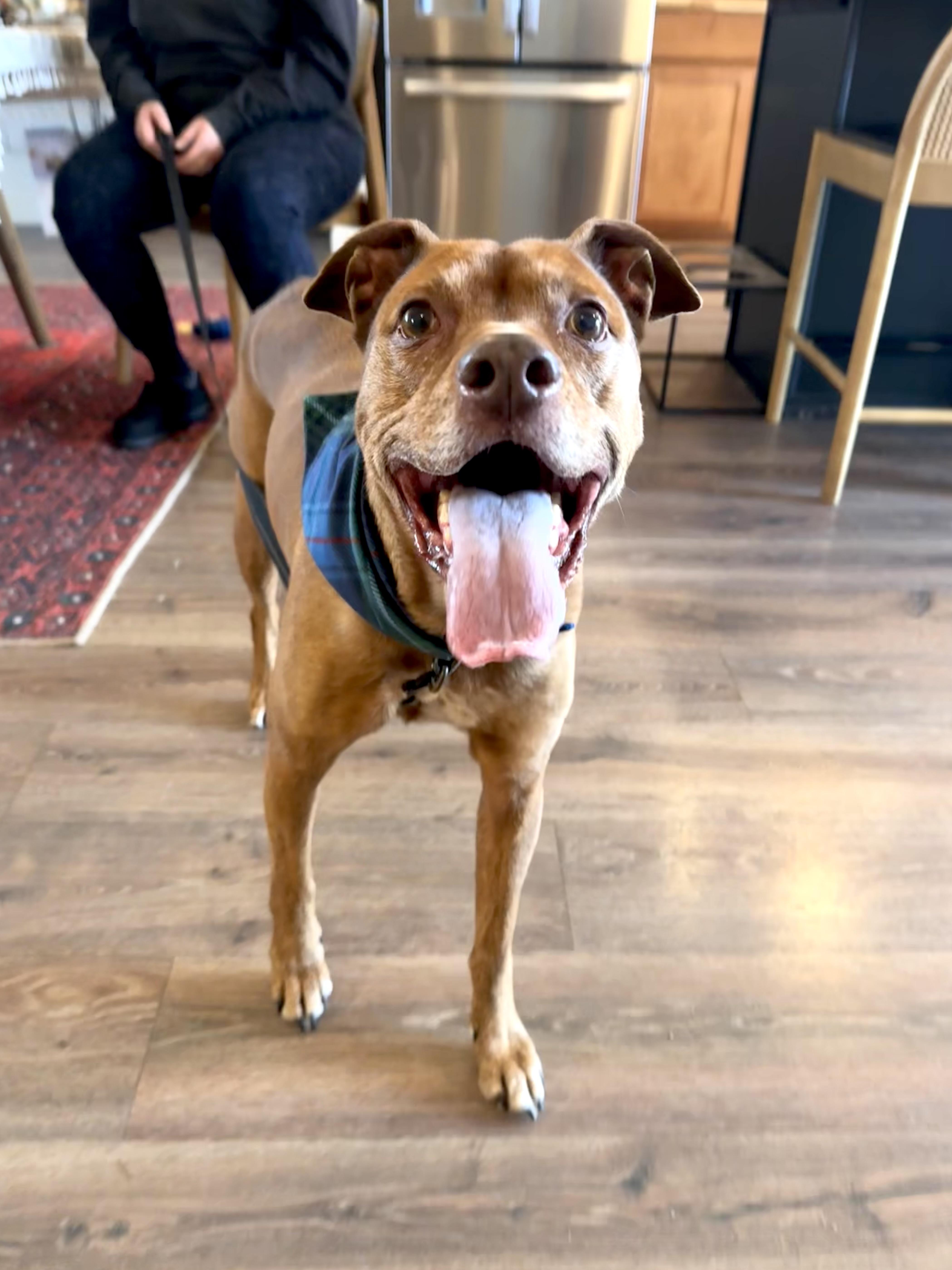 Marley , a Adoptable mixed breed in Blaine, WA image 1/6