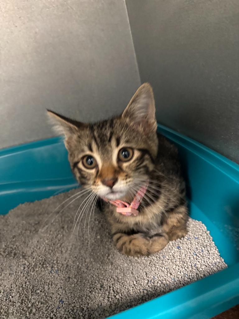 Enlarge Americano, a Adoptable Abyssinian in Mustang, OK image 1/1