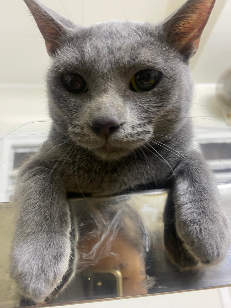 Meet Stella – Gentle, Shy, and Ready to Shine, a Adoptable mixed breed in North York, ON image 1/3