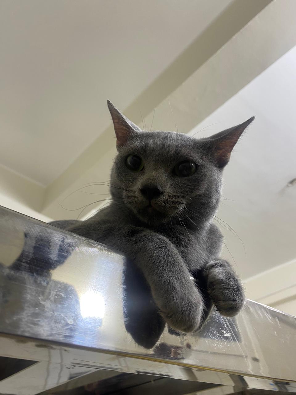 Meet Stella – Gentle, Shy, and Ready to Shine, a Adoptable mixed breed in North York, ON image 2/3