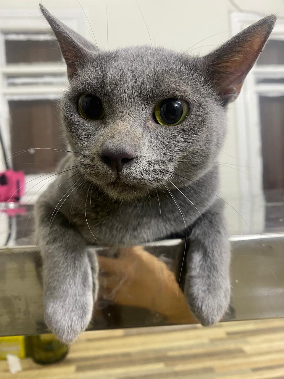 Meet Stella – Gentle, Shy, and Ready to Shine, a Adoptable mixed breed in North York, ON image 3/3