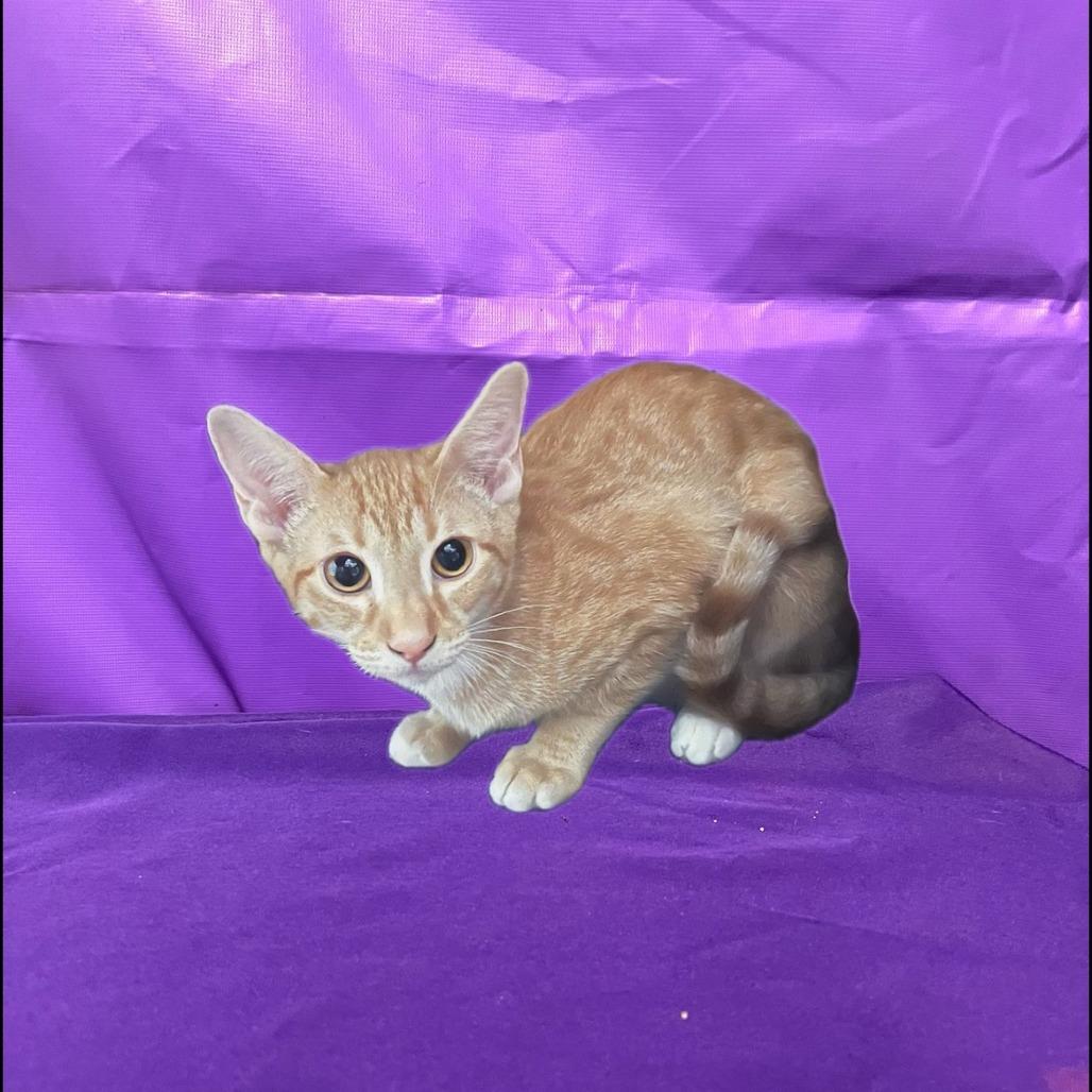 Enlarge Quixote, a Adoptable Domestic Short Hair in Buffalo, MN image 1/1