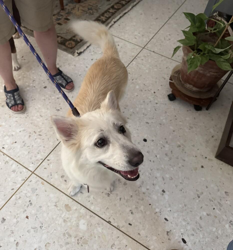 26-064 Honeydew, Adoptable, Adult Female American Eskimo Dog & Corgi.