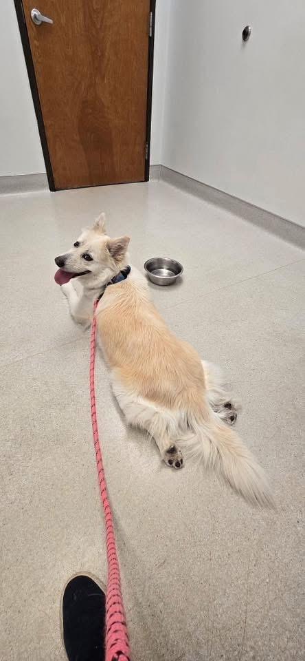 Enlarge 26-064 Honeydew, a Adoptable mixed breed in Richardson, TX image 3/6
