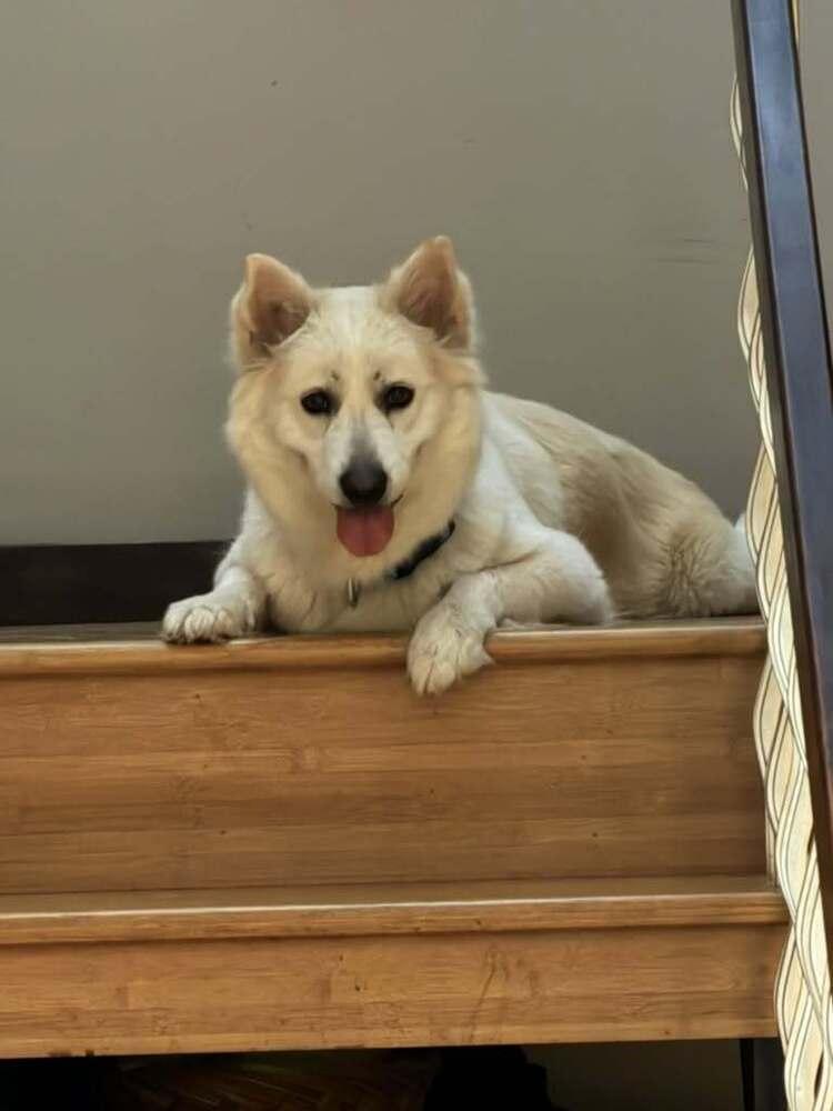 Enlarge 26-064 Honeydew, a Adoptable mixed breed in Richardson, TX image 6/6