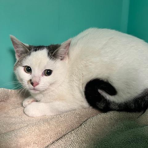 Pudding, Adoptable, Kitten Female Domestic Short Hair.