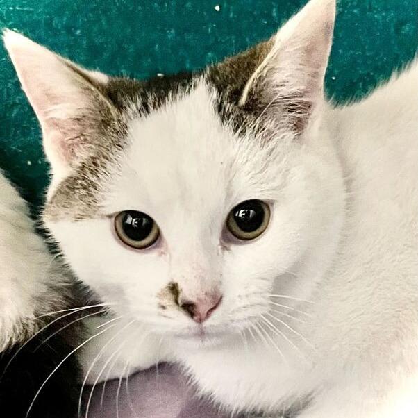 Enlarge Pudding, a Adoptable Domestic Short Hair in Owosso, MI image 2/2