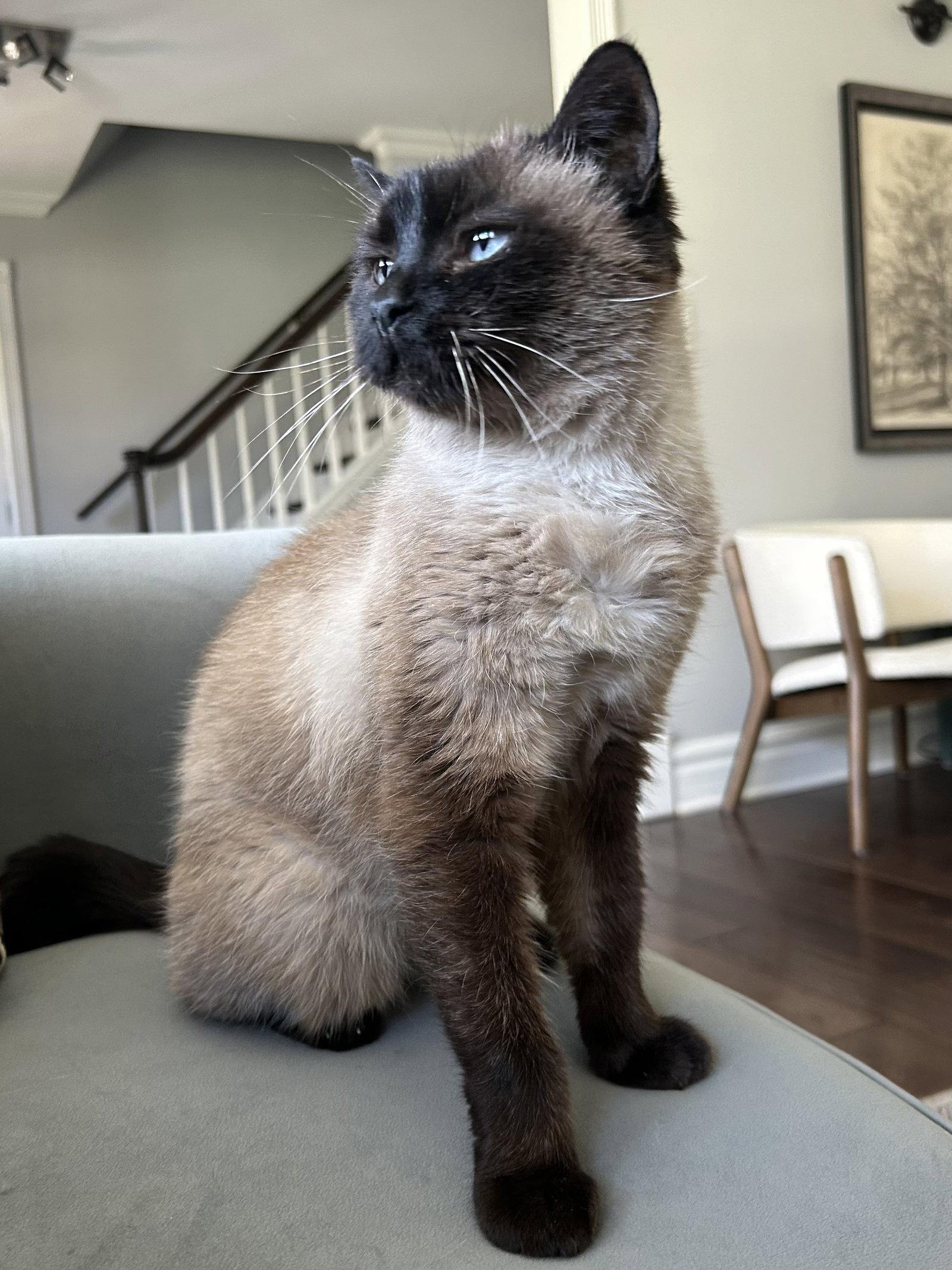 Enlarge Mocha, a Adoptable mixed breed in Wheaton, IL image 1/3