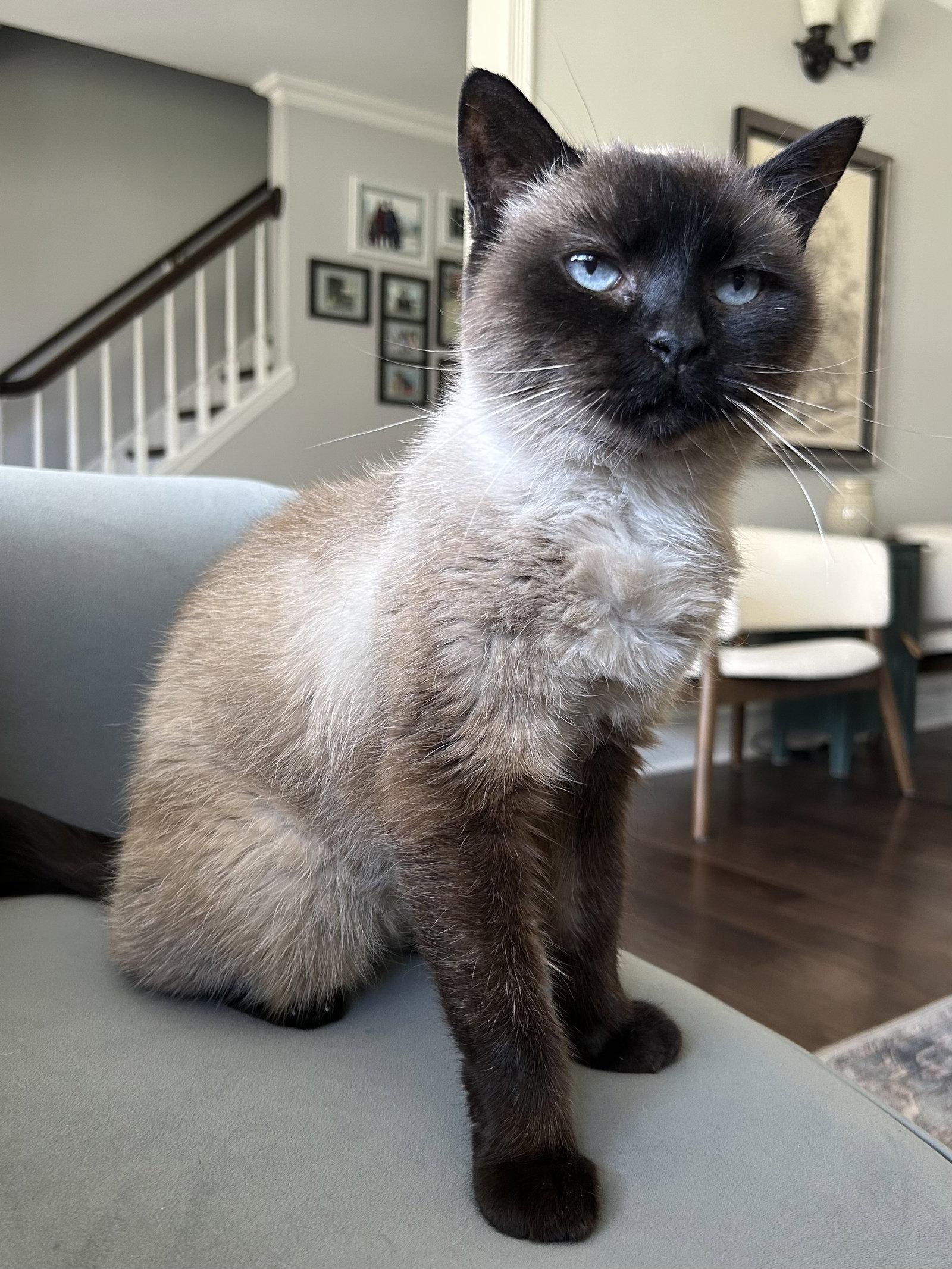 Enlarge Mocha, a Adoptable mixed breed in Wheaton, IL image 2/3