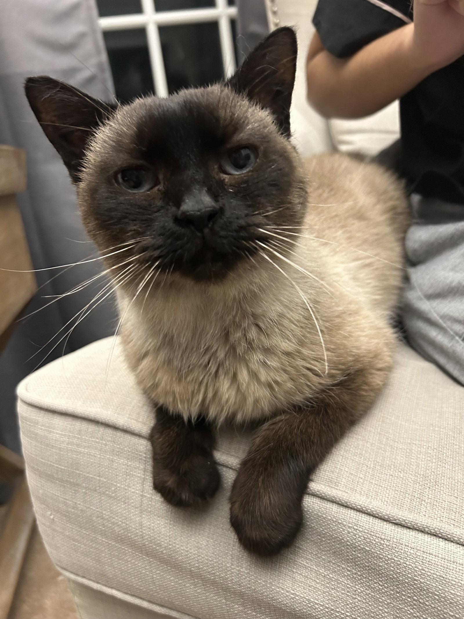 Enlarge Mocha, a Adoptable mixed breed in Wheaton, IL image 3/3