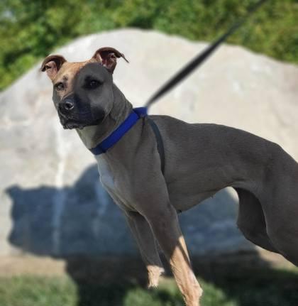 Enlarge -Maggie May in Maine, a Adoptable mixed breed in Augusta, ME image 3/3