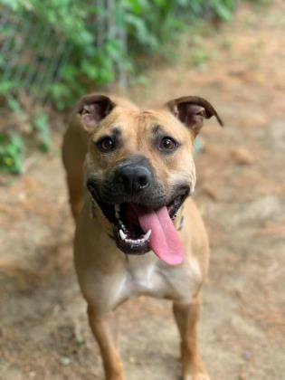 Enlarge -Maggie May in Maine, a Adoptable mixed breed in Augusta, ME image 2/3
