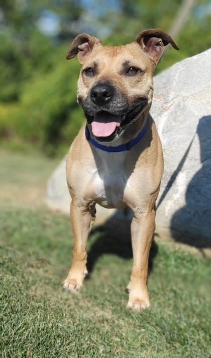 -Maggie May in Maine, Adoptable, Senior Female Boxer.