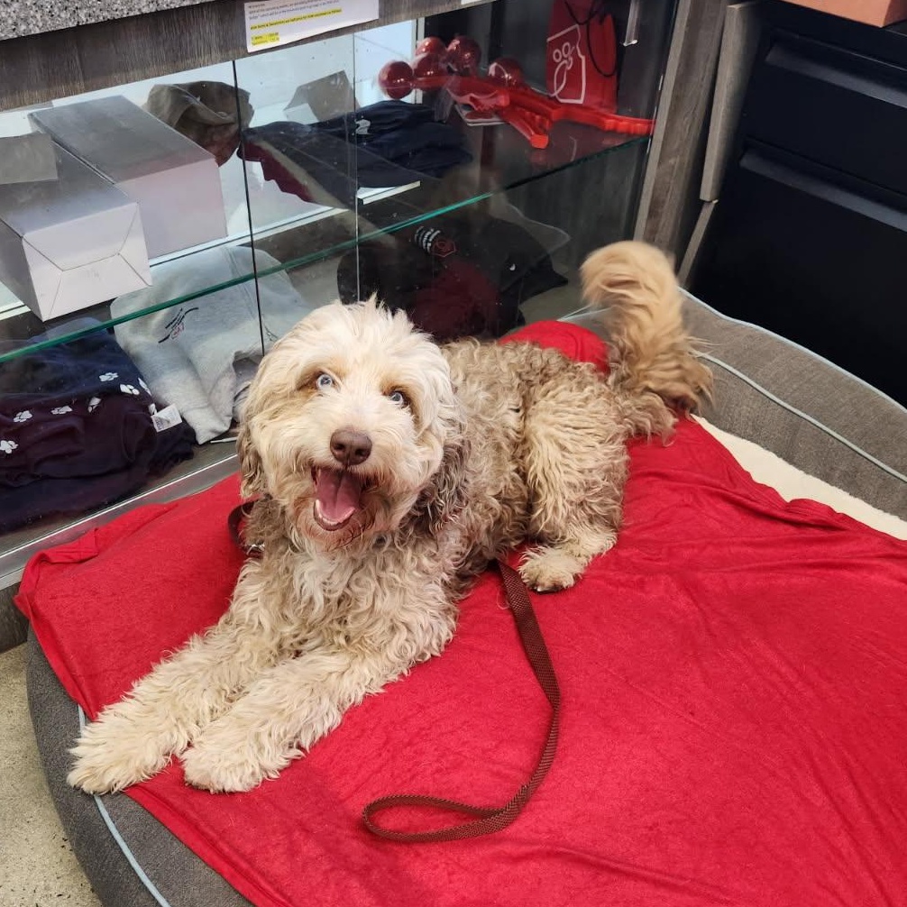 Doobie, an adopted mixed breed in New Rochelle, NY image 2/5