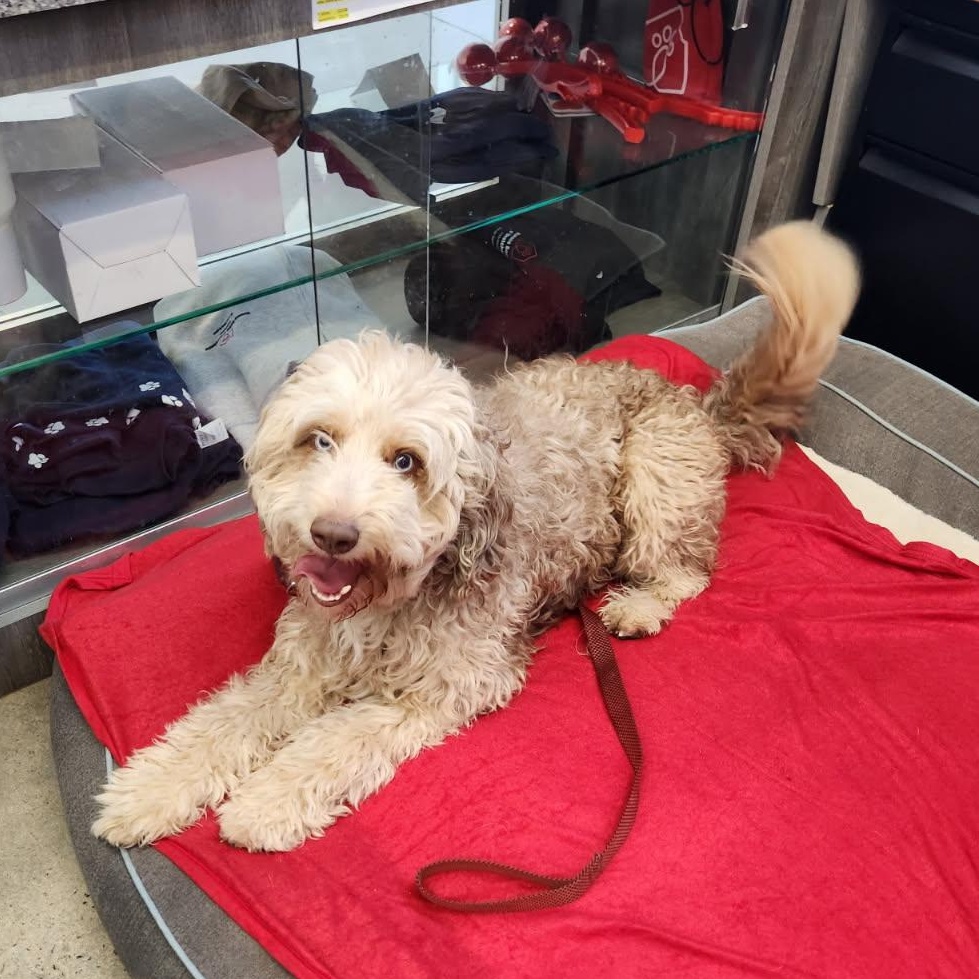 Doobie, an adopted mixed breed in New Rochelle, NY image 4/5