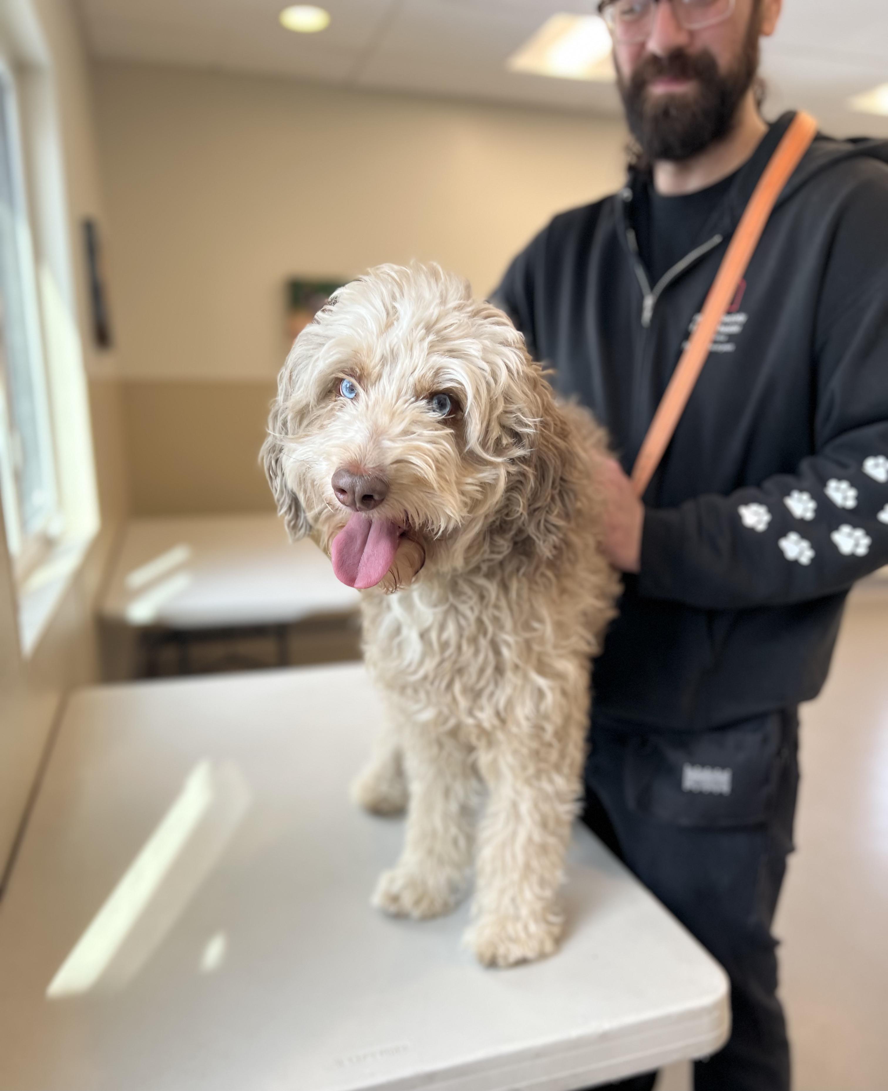 Doobie, an adopted mixed breed in New Rochelle, NY image 3/5