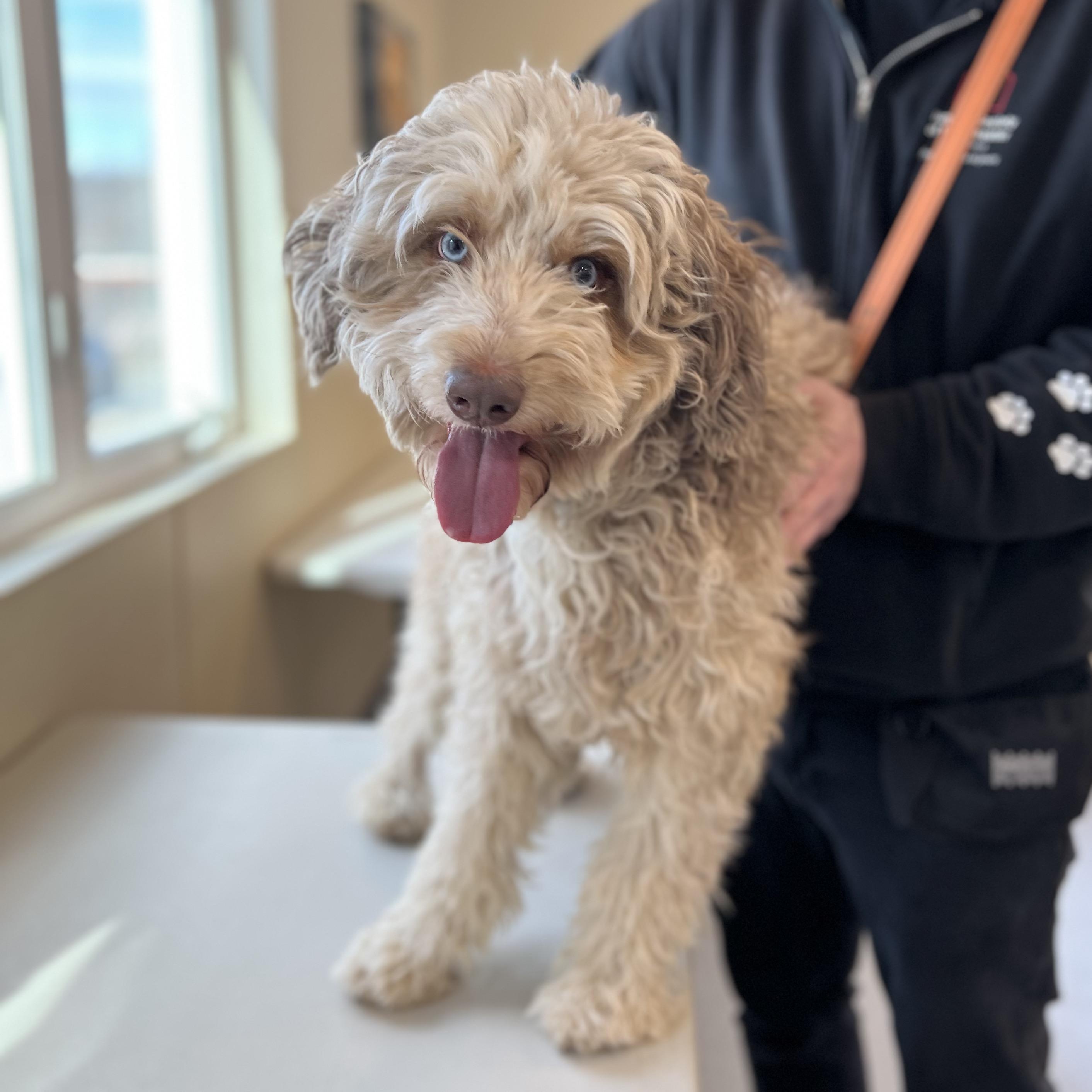 Doobie, an adopted mixed breed in New Rochelle, NY image 1/5