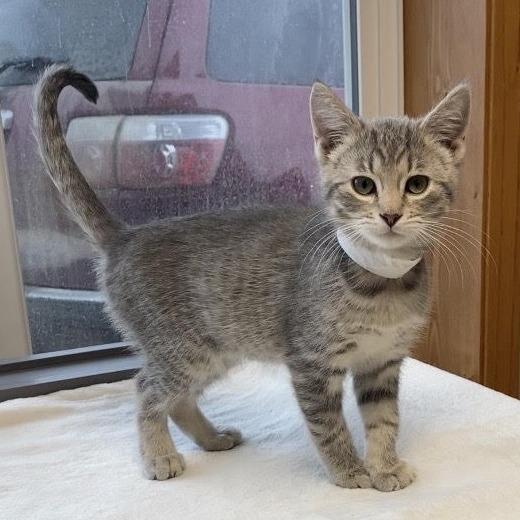 Enlarge Bugs C25-055, a Adoptable Domestic Short Hair in Elbow Lake, MN image 1/2