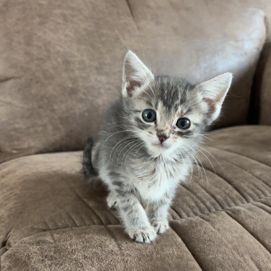 Enlarge Bugs C25-055, a Adoptable Domestic Short Hair in Elbow Lake, MN image 2/2