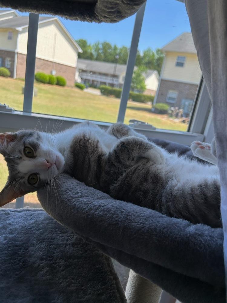 Bojangles aka Bo, Adoptable, Young Male Domestic Short Hair.