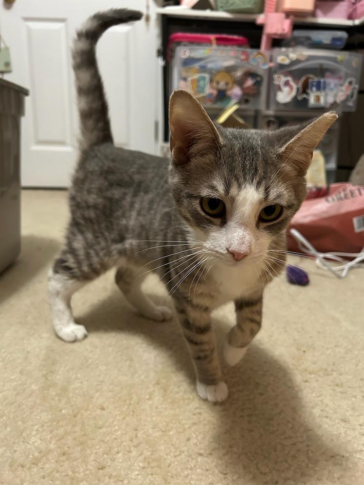 Enlarge Bojangles aka Bo, a Adoptable Domestic Short Hair in Kinston, NC image 2/2