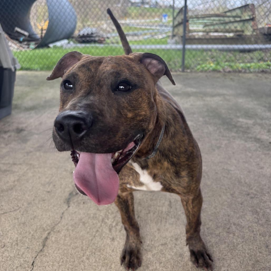 Enlarge Thelma, a Adoptable mixed breed in Waynesburg, PA image 1/6