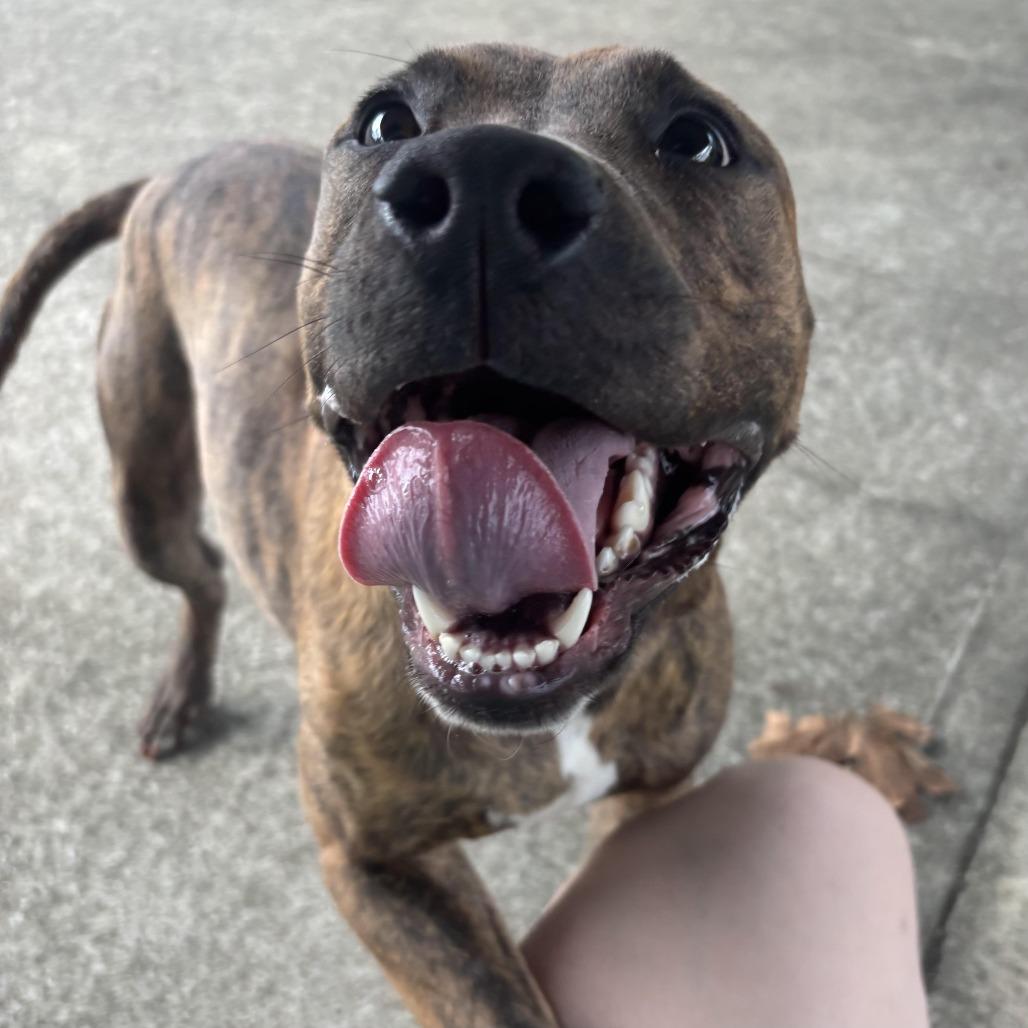 Enlarge Thelma, a Adoptable mixed breed in Waynesburg, PA image 2/6