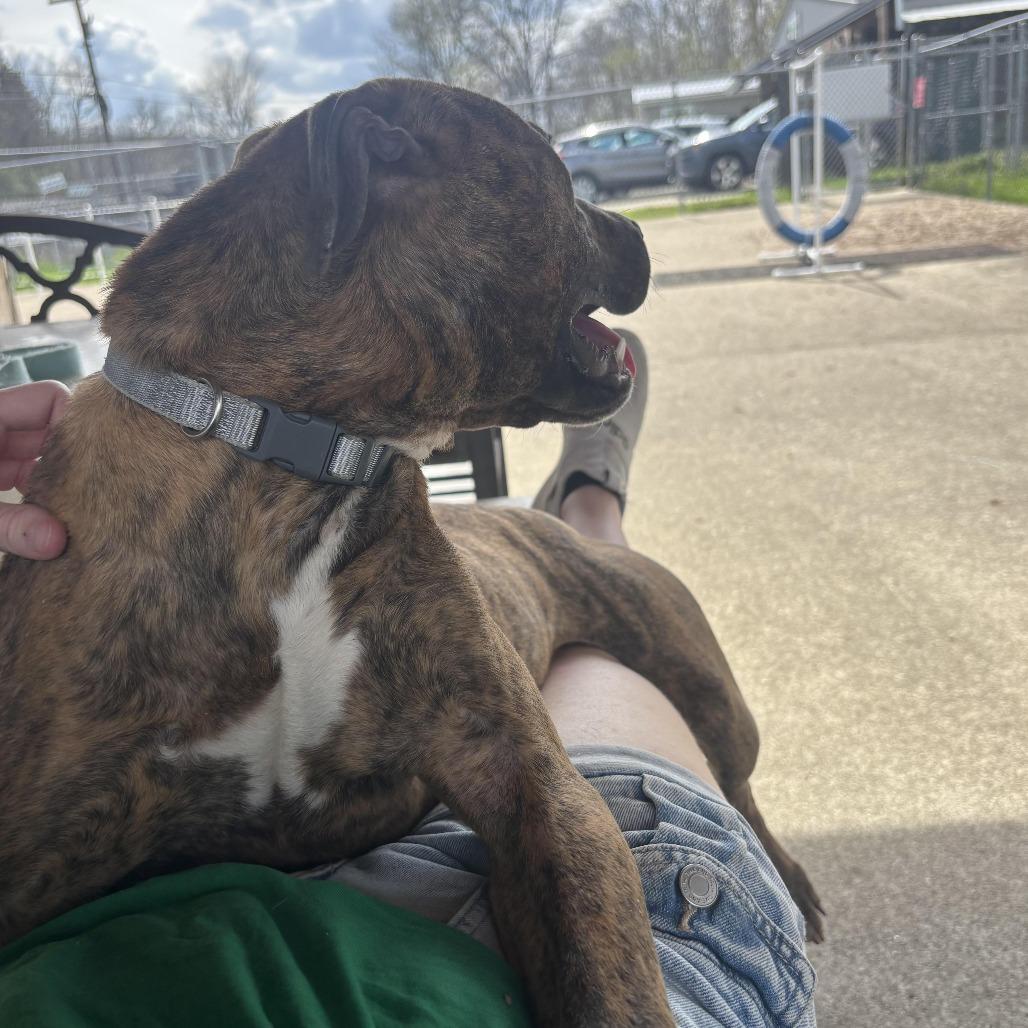 Enlarge Thelma, a Adoptable mixed breed in Waynesburg, PA image 3/6