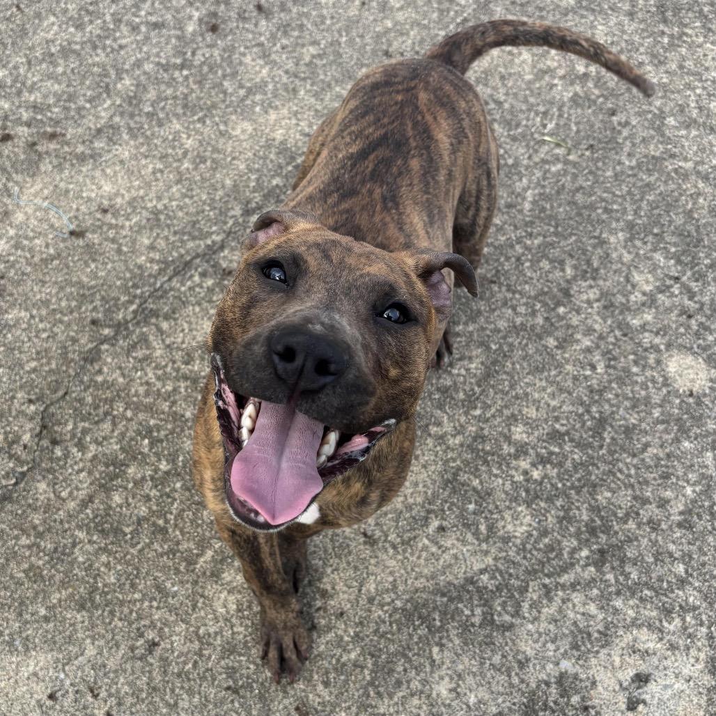 Enlarge Thelma, a Adoptable mixed breed in Waynesburg, PA image 4/6