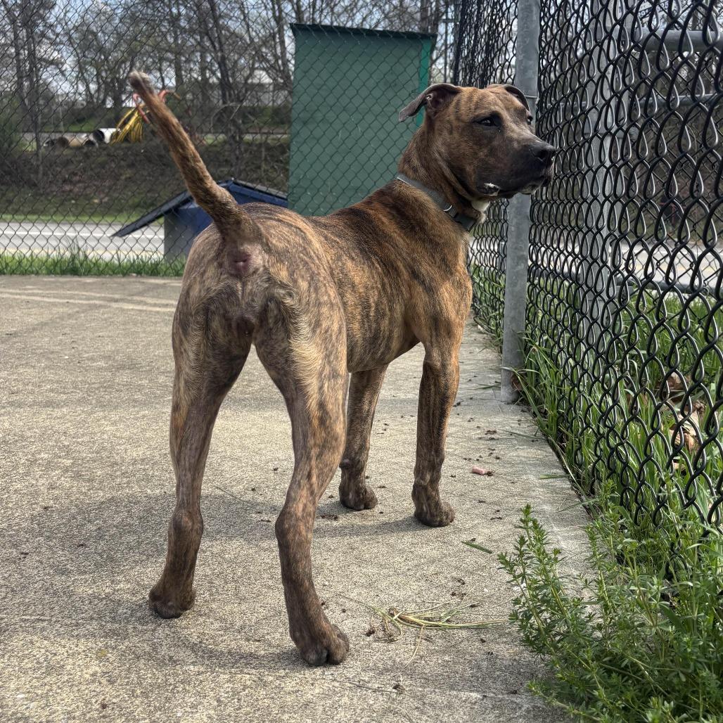 Enlarge Thelma, a Adoptable mixed breed in Waynesburg, PA image 5/6