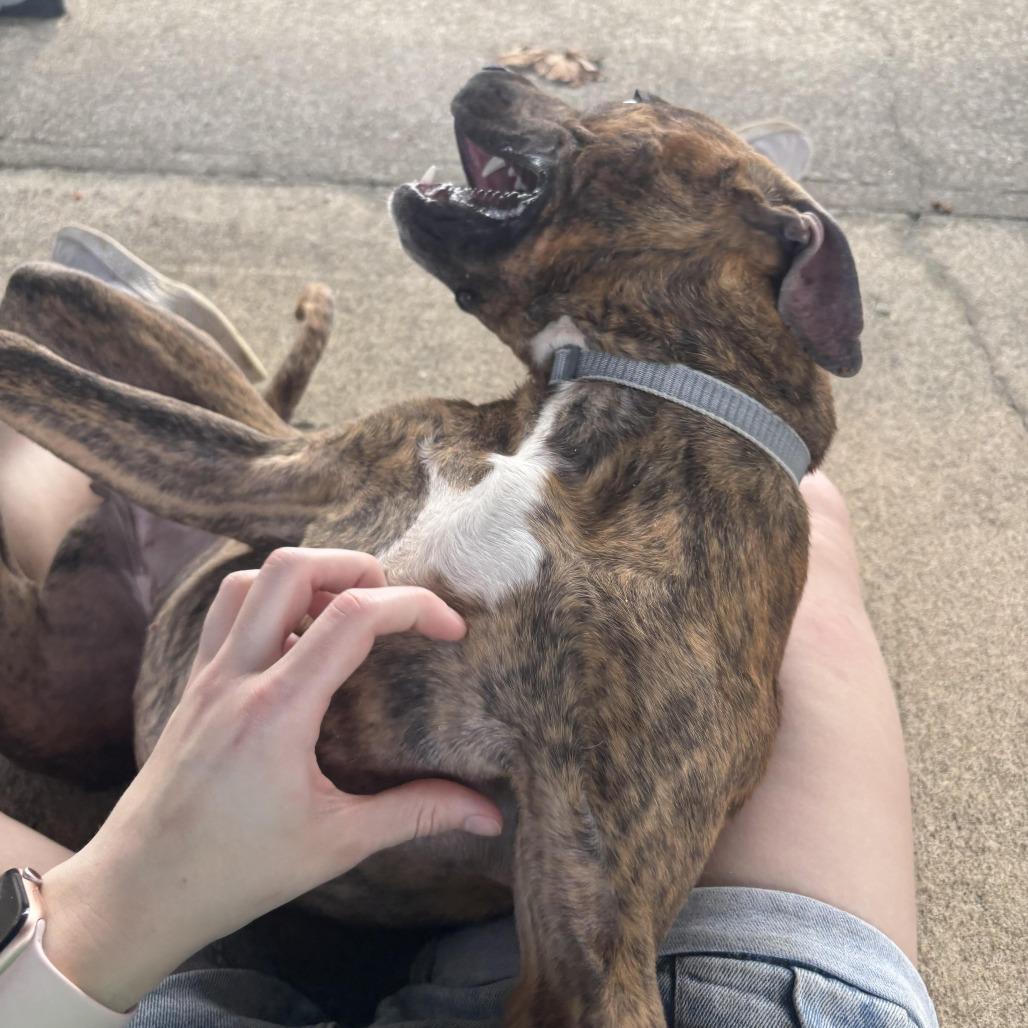 Enlarge Thelma, a Adoptable mixed breed in Waynesburg, PA image 6/6