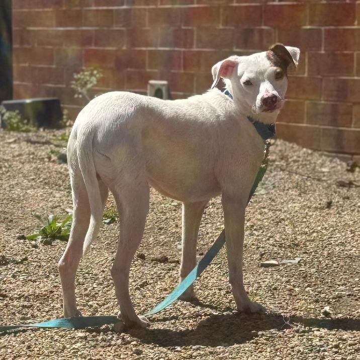 Nolan, ADOPTABLE, Adult Male Chihuahua.