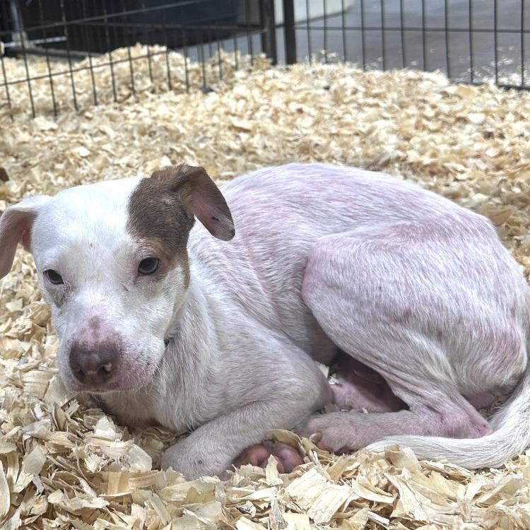 Enlarge Nolan, a ADOPTABLE mixed breed in Kansas City, KS image 2/2