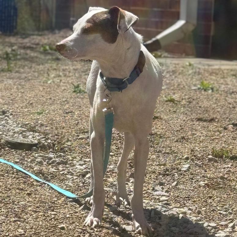 Enlarge Nolan, a ADOPTABLE mixed breed in Kansas City, KS image 2/3